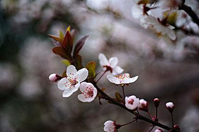 AMD公布FSR 3.1！兼容英伟达DLSS和英特尔XeSS